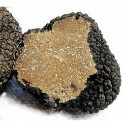 Fresh Black Summer Truffle (Scorzone) - Tuber Aestivum Vitt.