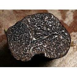 Tartufo Nero Pregiato - Tuber Melanosporum Vitt.