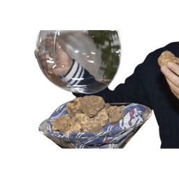 White Fresh Truffle